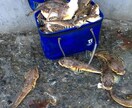札幌近郊の投げ、ルアー釣りのポイント＆情報教えます 札幌、小樽にお住まいの方、釣りに行こうと思ってる方 イメージ1