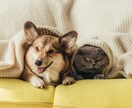 ペットの気持ちを24時間以内に霊視します ペットとあなたを結ぶ魂の光糸を霊視し声なき想いを読み解きます イメージ2