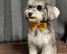 わんちゃんの首輪作ります リボン取り外し可能な2wayタイプ イメージ6
