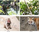 スクリーンセーバーや広告に動物の写真を提供します 癒しを求める方、動物大好きな方！動物の写真はいかがですか？ イメージ7