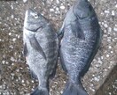 あなたのフカセ釣りを一から丁寧に考えます 周りに聞ける人、いなくても大丈夫。最適な方法を考えます！ イメージ4