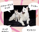 ペットコンサル(お悩みでも愚痴も…お聞き致し)ます ペットの行動・個性に合った方法で、豊かなくらしを…。 イメージ7
