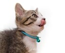 元ペットショップ店員が猫ちゃん飼育の相談にのります 些細なお悩みなんでも解決します! イメージ1