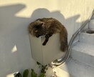 公園やビーチに居る猫の写真撮影致します 猫の写真撮影から動画撮影、写真集作成まで致します！ イメージ2