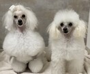 犬のお手入れ・飼い方の相談にのります トリマー歴6年が飼い主さんの不安に寄り添います イメージ4