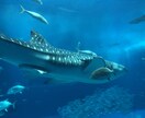 就活「メンター」として就活全般をサポートします 「1ヶ月間」何度でも活用してください！ イメージ1