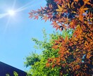 風景写真の素材を提供します 爽やかな自然など…ご要望があれば相談下さい！ イメージ2