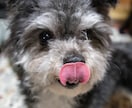 ペットのかわいい写真を撮ります 大切なペットの最高の1枚を残しませんか？ イメージ3
