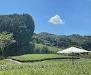 抹茶関連の相談に乗ります 毎日抹茶を摂取し、抹茶星人と言われる私が相談に乗ります！ イメージ7