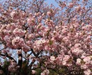 あなたの心に残るフォトをお届けします 自然体を生かし、一枚の写真で人の心を動かす写真家 イメージ5