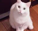 小説賞受賞作家がファンタジー小説を執筆します 【商用利用オプション有り・1文字1.5円】 イメージ1