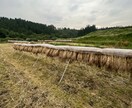 農薬等を使わない農法のご相談を承ります 水稲、小麦、野菜、鶏、日本ミツバチに取り組んでみませんか？ イメージ7