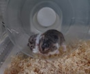 小動物（チンチラ・シマリス等）の飼育相談を受けます 「調べても不安が消えない」小動物飼育の悩みを一緒に整理します イメージ2