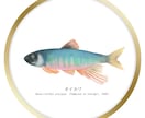 SNS・アイコンに使える高品質な魚イラスト描きます 水族館好き現役VTuberが描く、リアルで美しい作画 イメージ2