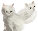 ペットの写真をそのままイラストにします あなたのうちの子をふわっと油絵風の可愛いイラストに！ イメージ5