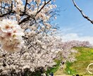 花札占い  で あなたの 運勢を占います 万葉の時代から続く《日本》人の美意識と共鳴する占い イメージ1