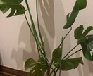 全ての悩みをタロットで占います 私自身いろんな悩みがあり、寄り添える気持ちは沢山あります。 イメージ1