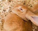 あなたに優しく寄り添うお話相手になります いつもの日常に癒やしと安らぎが欲しいあなたへ。 イメージ3