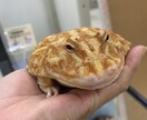 小動物、爬虫類、猛禽類などの飼育相談承ります 某個人営業の動物園での勤務経験から飼育のお悩み解決に導きます イメージ9