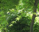 ２枚１組☆スピリチュアルな写真をお届けします 心へ「愛」と「癒し」を求めている方へ イメージ7