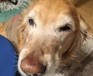 わんこやにゃんこの気持ちを占います あなたの愛犬愛猫の気持ちをタロットに聞いてみませんか? イメージ2