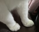 眠くなるまで真夜中の話し相手になります 眠れない夜って誰かと話したくなりませんか？ イメージ1