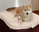 大切な愛犬さんをお作りします 世界にたった一つ♡うちのコ羊毛フェルト♡ イメージ4