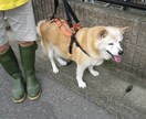 中型の老犬・障害犬の介護ハーネスを製作します 立ち上がり補助や歩行介助の初期から、終末期ケアまで使えます イメージ7