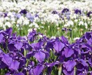 花のように心をひらくリーディング　します あなたの迷いに寄り添うヒーリングタロット イメージ4