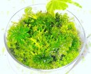 苔テラリウム体験キット選びをサポートします はじめての苔テラリウム体験キット選び イメージ2