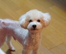 動物の飼育相談、問題行動相談になっております 犬、猿、フクロウ、モモンガ、爬虫類全般、その他飼育経験あり イメージ1