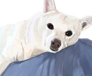 ペットのイラストをデジタルイラストで提供します お写真を頂き、特徴を捉え、忠実に再現いたします！ イメージ2