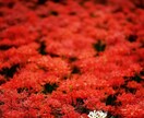 復縁専門♡忘れられないあの人と再結縁！力になります よみがえりの力♡絶望を希望に転換したい方へ寄り添いアドバイス イメージ6