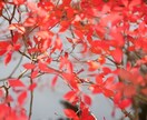 素材が欲しい方代わりに一眼で撮ってきます 一眼レフで撮ります！またすでに撮影済みの物をご提供します！ イメージ1
