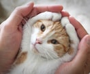 ペットヒーリングします あなたの大事な家族、猫や犬などペット、動物の波動調整に イメージ1