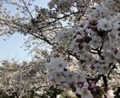 悩み苦しんでいる心の問題解決へと導きます 【人間関係やメンタル全般で悩んでいる方のお手伝いをします】 イメージ1