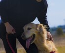 犬のしつけ相談受け付けます 愛犬とオーナー様のストレスフリーを目指して イメージ2