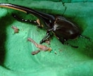 ヘラクレスオオカブトの飼育方法を教えます 幼虫から成虫への飼育方法、伴走型でサポートいたします。 イメージ2