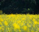 女性限定☆寂しい夜。あなたの孤独感を埋めます ひとりで心細い時。落ち着いた低音ボイスで優しく寄り添います イメージ3