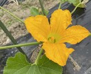 無農薬野菜と栽培風景の写真を提供します インスタなどSNS用など用途多数！！ イメージ2