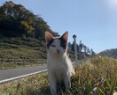 あなたのこころの悩みに寄り添います 登校拒否、摂食障害、親子関係、お話しませんか？ イメージ1