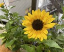 寝付きが悪い方へ、睡眠催眠を掛けさせていただきます 現役催眠術師が行う米軍式睡眠方と予備催眠を掛け合わせた睡眠法 イメージ2