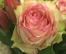 女性の恋愛、結婚、仕事や子育てのお悩み相談します キャリアカウンセラーが貴方へ具体的にアドバイスをいたします。 イメージ1