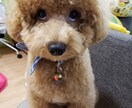 主婦から子供まで日常の悩みカウンセリングします 子供だってたくさん悩みがあります。親子で一緒にカウンセリング イメージ3