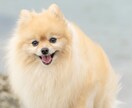 遊びながら撮る！わんちゃんと家族の記念を撮ります 大切な家族のわんちゃんとの、一生の思い出をプロが撮影します。 イメージ9