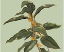 綺麗な植物のイラスト描きます リアルで落ち着いた色味の植物を描いています。 イメージ1