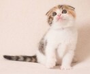 女性限定☆悩み等を聞きます 悩み、恋愛等なんでも構いません。 イメージ1