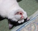 うつの方、うつ経験者があなたの心に寄り添います あなたのうつの寛解に向けて、一緒に話しましょう。 イメージ2