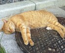 深夜に他愛のない会話や愚痴などの話し相手になります 「ただ静かに話を聞いて欲しい」そんな願いに応えます イメージ6