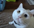 貴方の悩み親身に伺います 小さな心の支えになれる様に努力します！ イメージ1